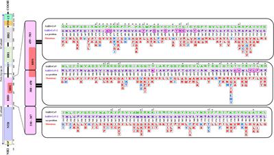 A Computational Approach to Evaluate the Combined Effect of SARS-CoV-2 RBD Mutations and ACE2 Receptor Genetic Variants on Infectivity: The COVID-19 Host-Pathogen Nexus